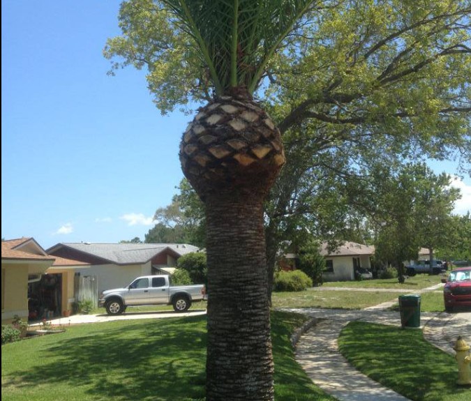 tree trimming