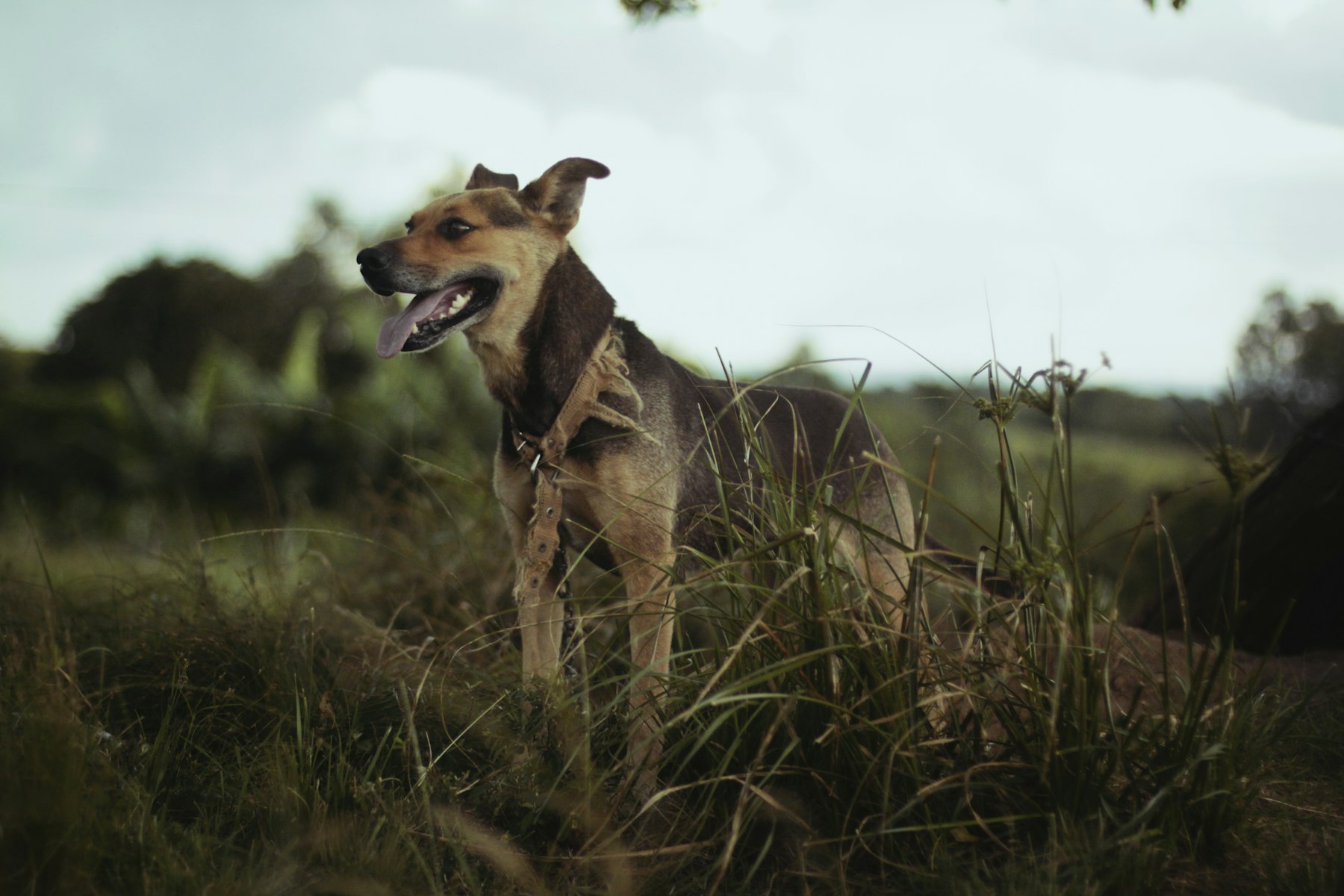 A tan dog panting happily in tall grass outdoors