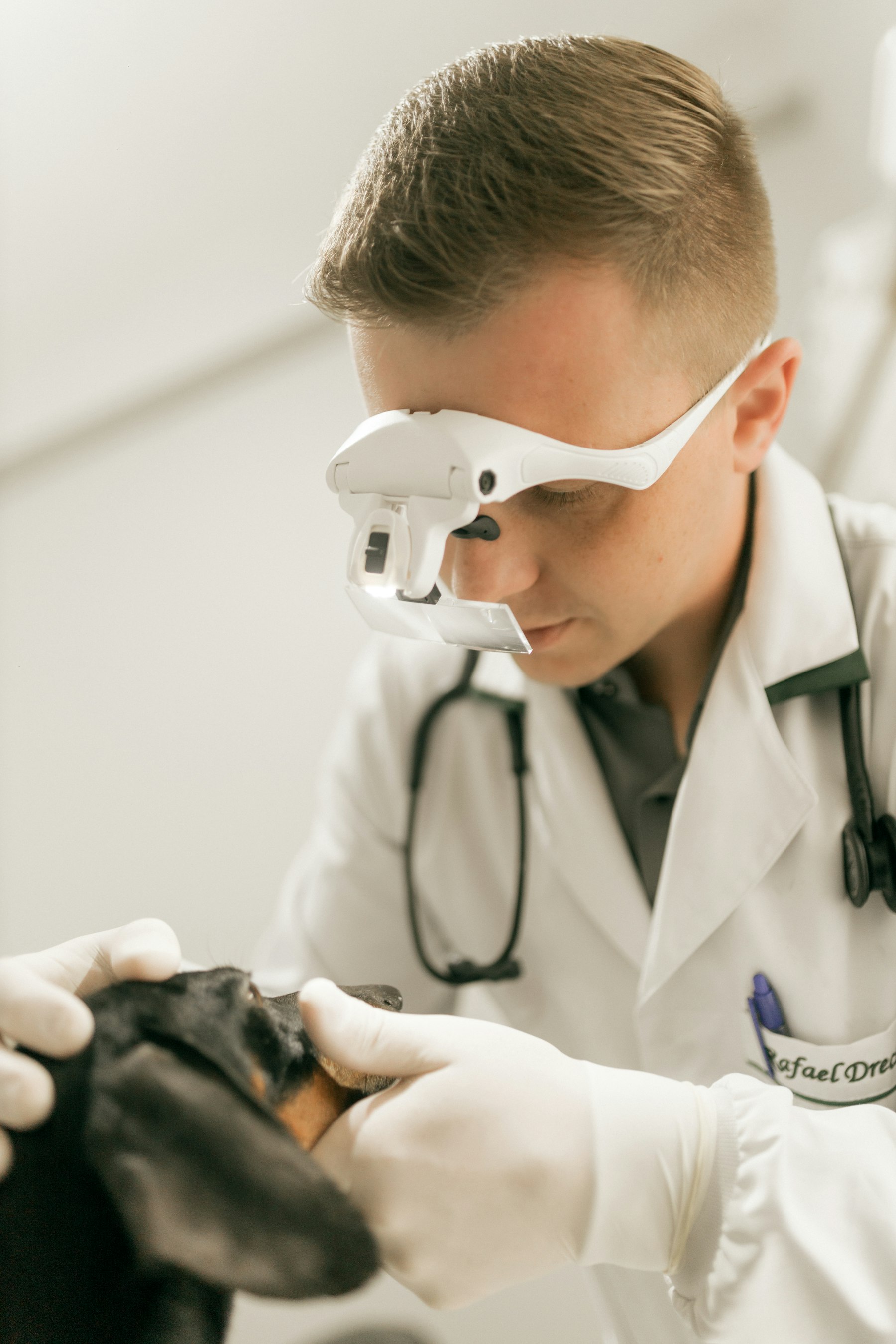 A veterinarian examining a dachshund's teeth during a checkup