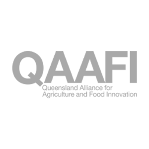 QAAFI logo in gray on a transparent background.