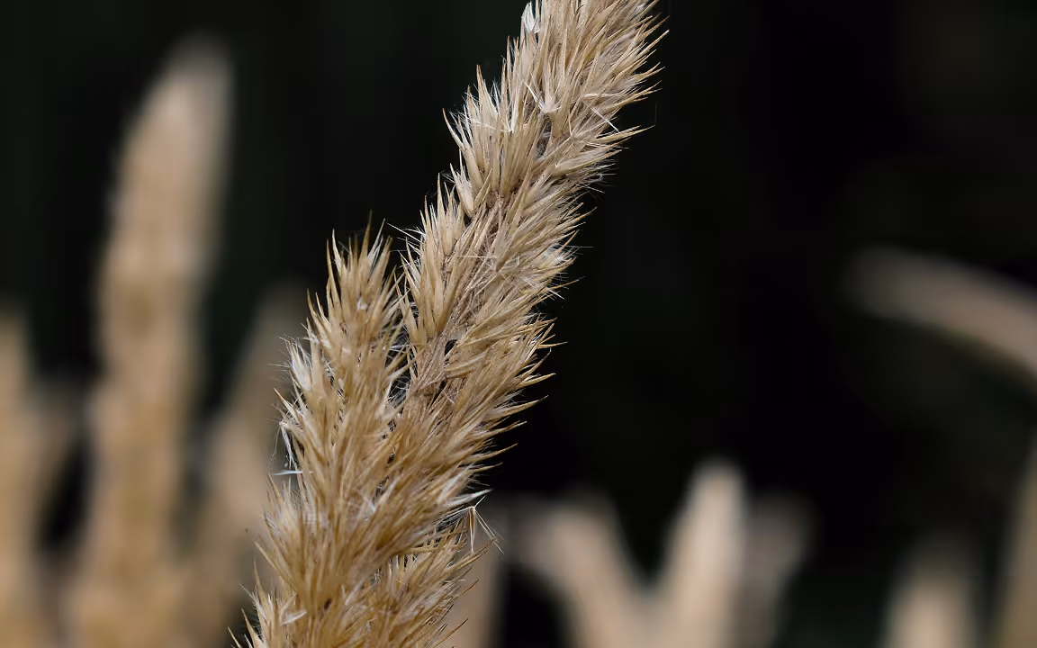 A close-up photograph of wheat stalks illuminated against a dark background, emphasizing texture, softness, and organic detail through shallow depth of field and muted natural tones.