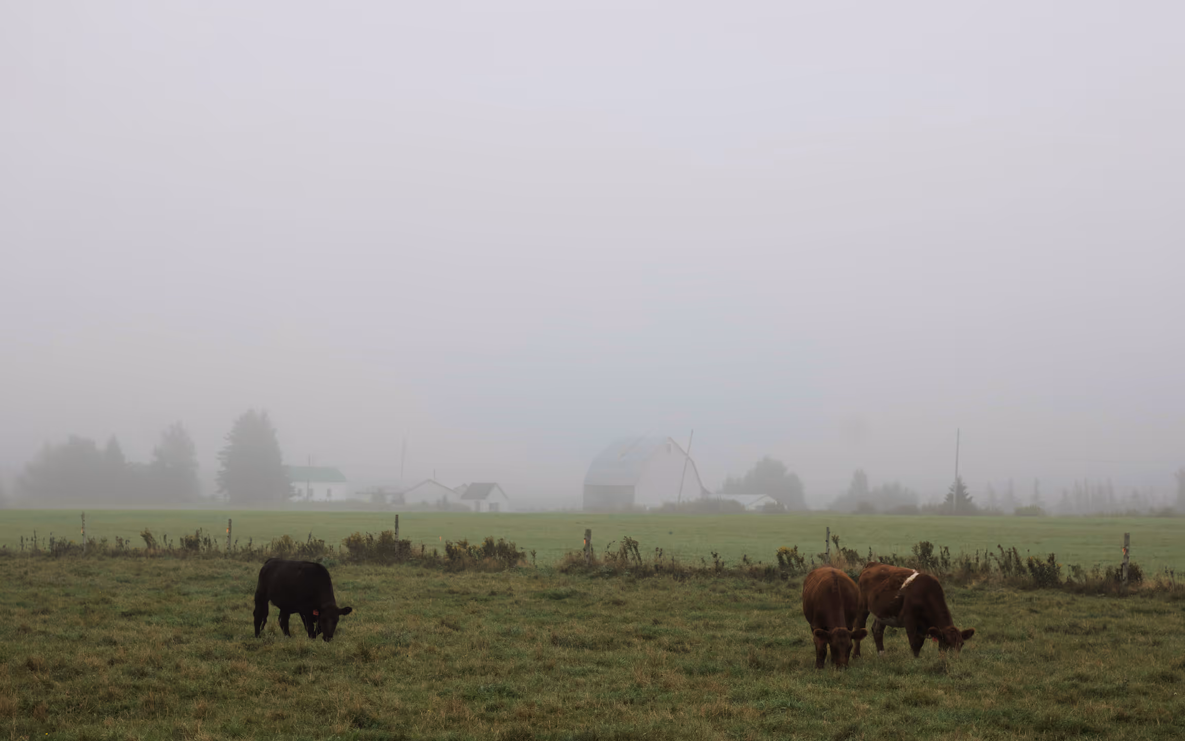 A fog-covered rural landscape featuring grazing cows in an open field, with distant farm buildings fading into the mist. The muted tones and low visibility create a quiet, atmospheric scene centered on stillness and isolation.
