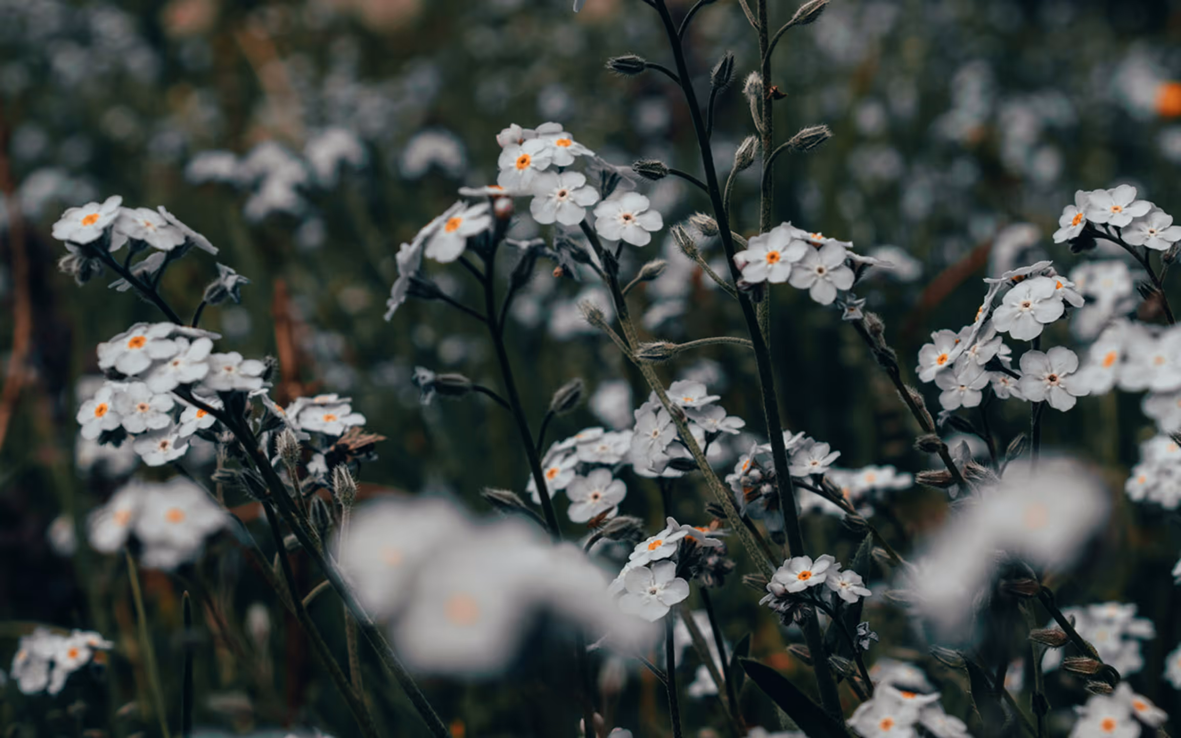 A close-up photograph of small white wildflowers with soft orange centers emerging through dense green foliage. The shallow depth of field and muted tones create a quiet, atmospheric image that emphasizes delicacy, texture, and stillness.