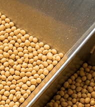 Close-up of soybeans moving on a metal conveyor in a processing facility.