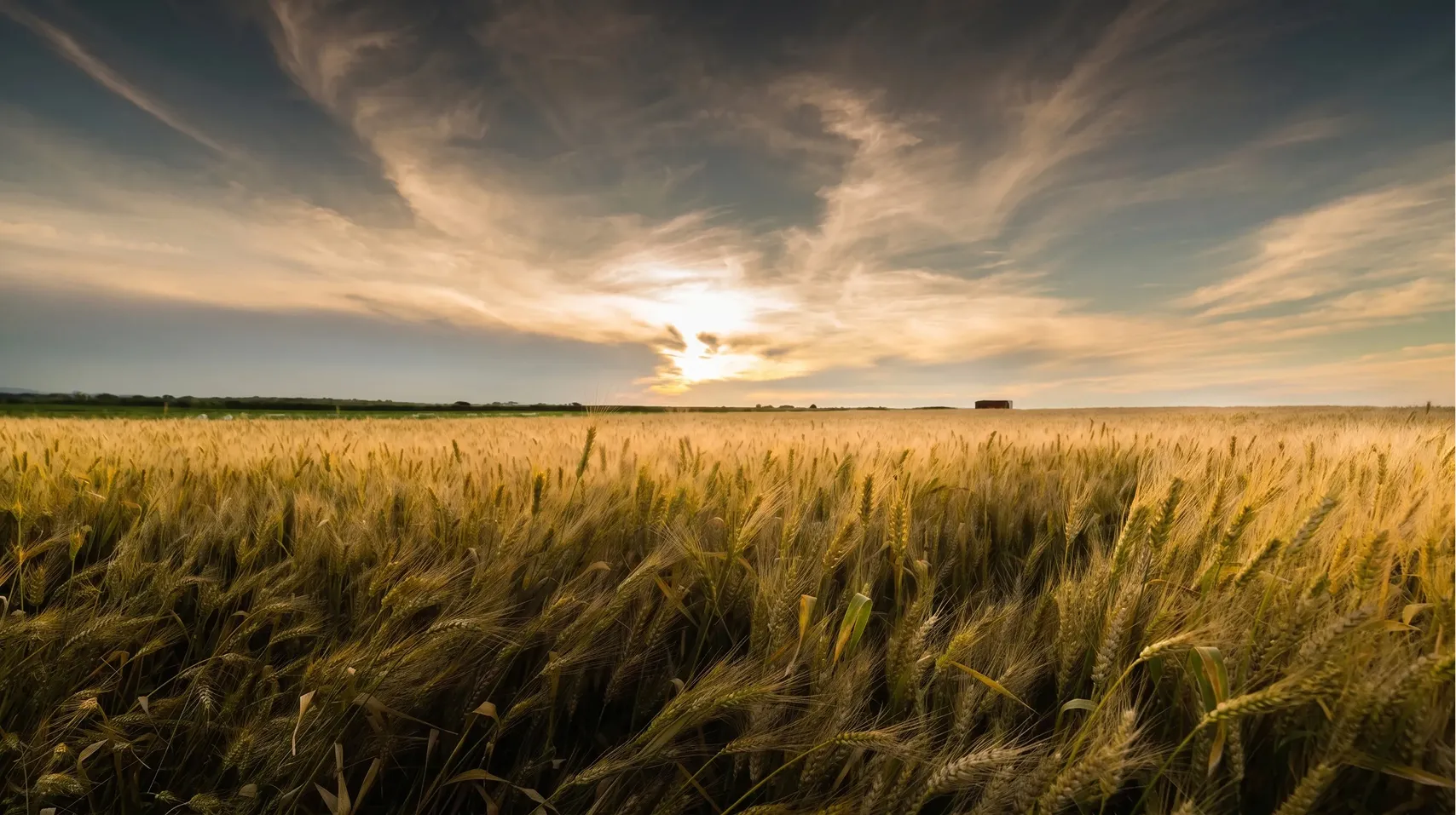 Golden wheat field under a dramatic sky with sun partially hidden by clouds at the horizon.