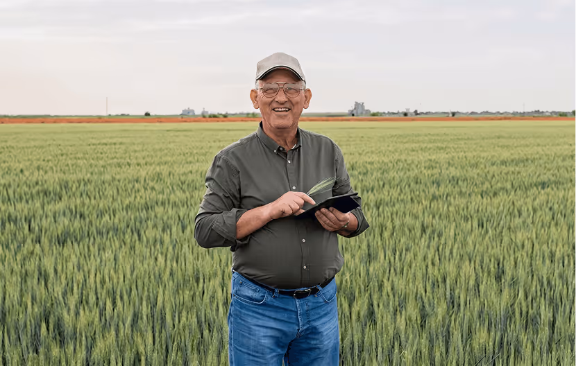 Smiling older man in cap standing in green wheat field using tablet with crop samples in hand.
