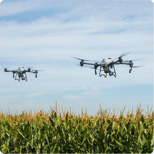 Two agricultural drones flying over a tall cornfield under a partly cloudy sky.