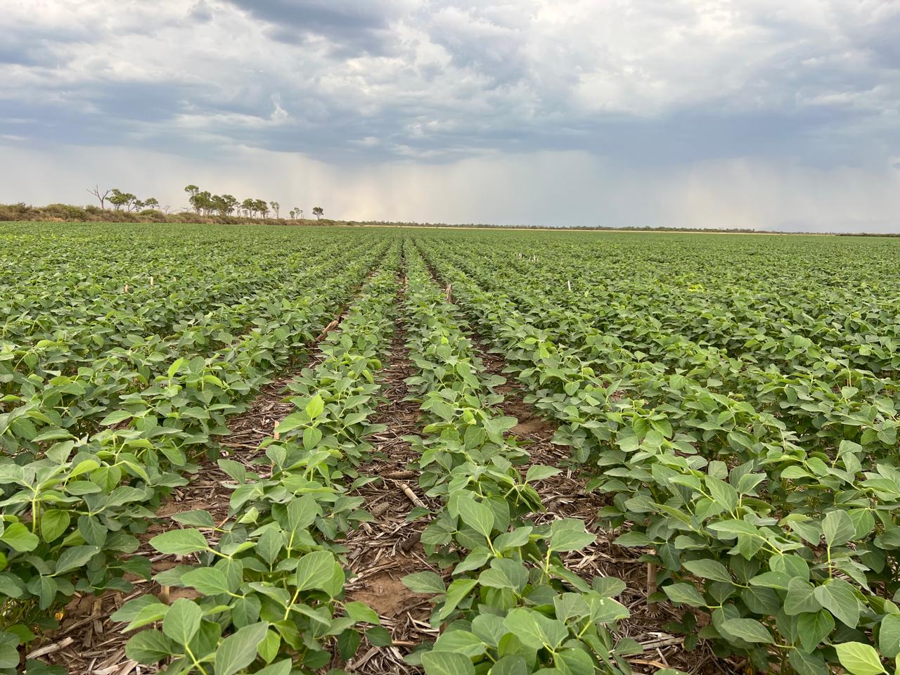 Campo verde de plantas cultivadas en hileras bajo un cielo nublado y árboles al fondo.