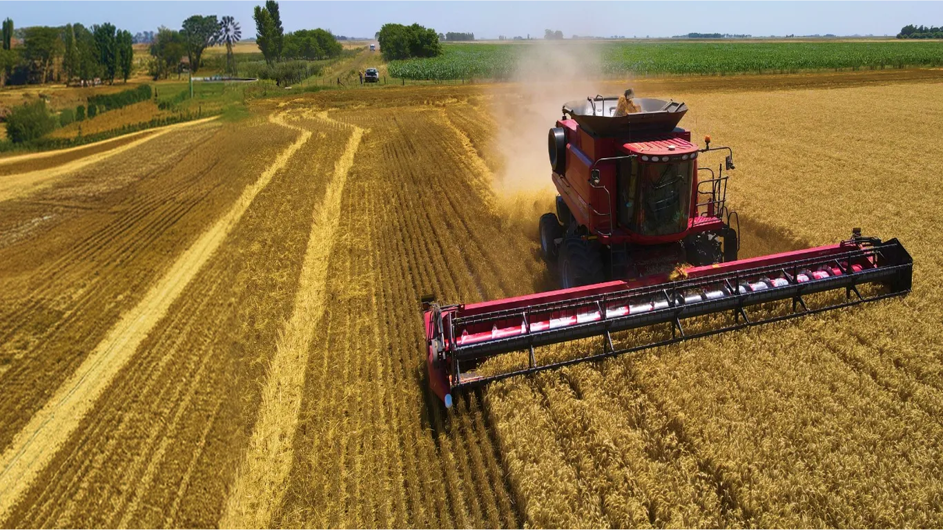 Cosechadora roja recolectando trigo maduro en un campo amplio bajo un cielo claro.