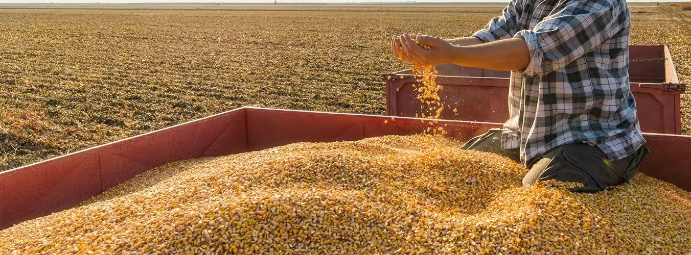 Persona sentada en un contenedor lleno de granos de maíz en un campo agrícola al atardecer.