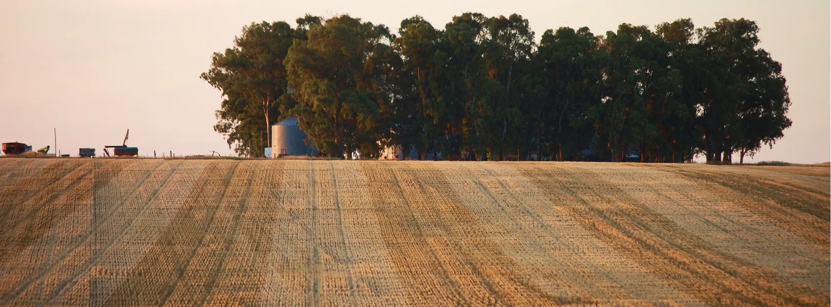 Campo de trigo dorado con árboles y estructuras agrícolas al fondo durante el atardecer.