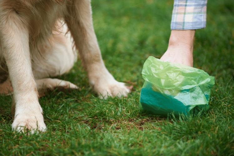 pet waste