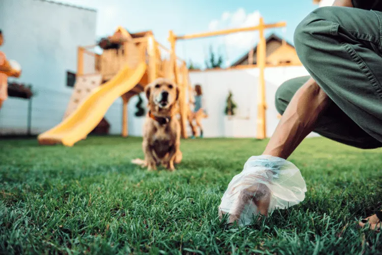 dog poop