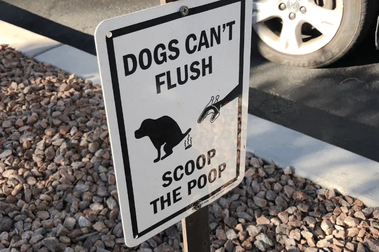 dog pooop