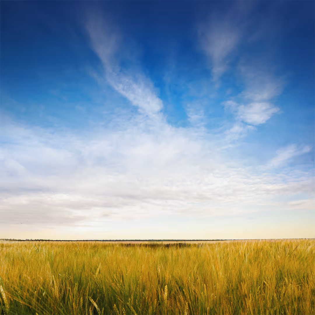 Wide field of green and yellow wheat under a blue sky with scattered white clouds.