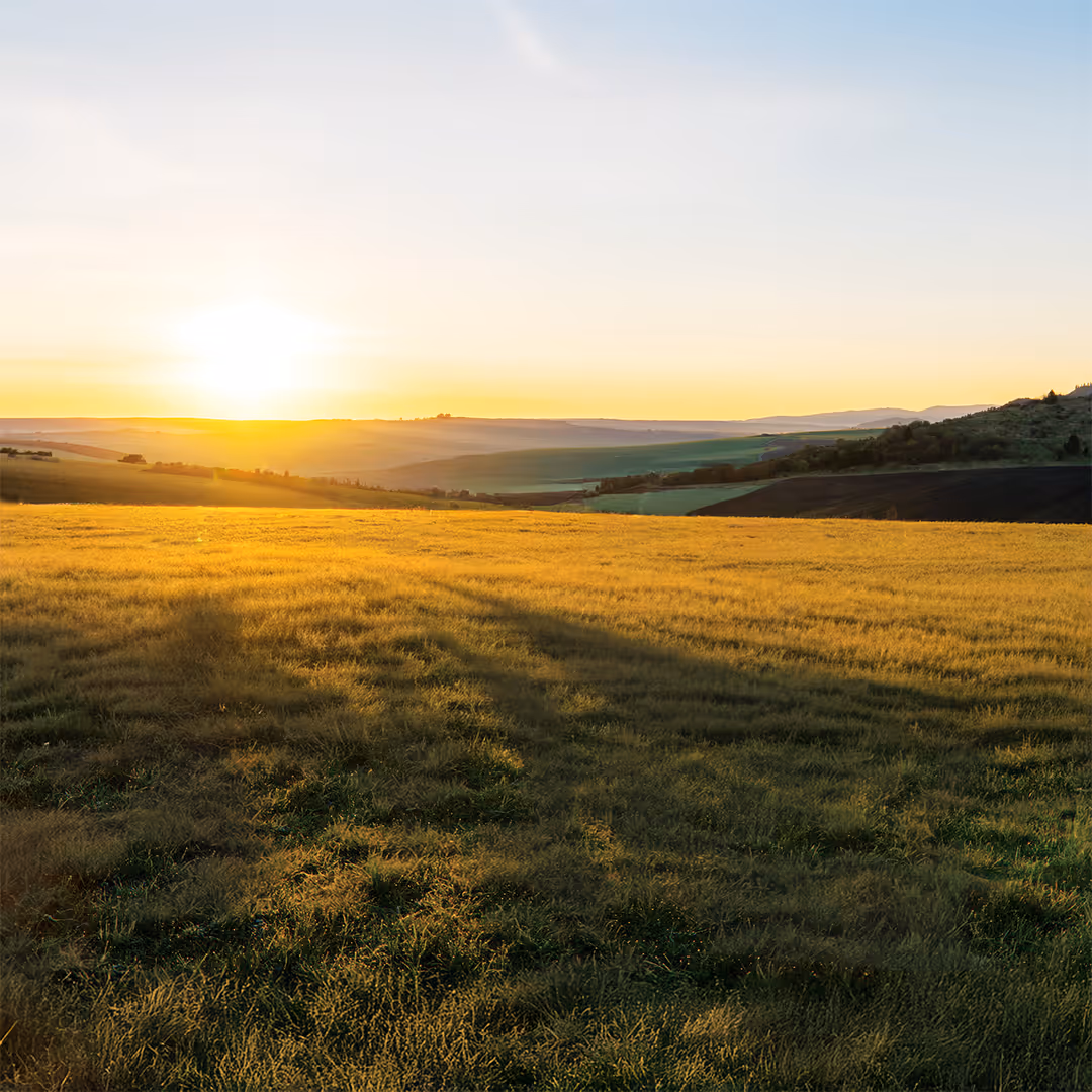 Wide field of golden grass under a clear sky at sunset with hills in the distance casting long shadows across the landscape.