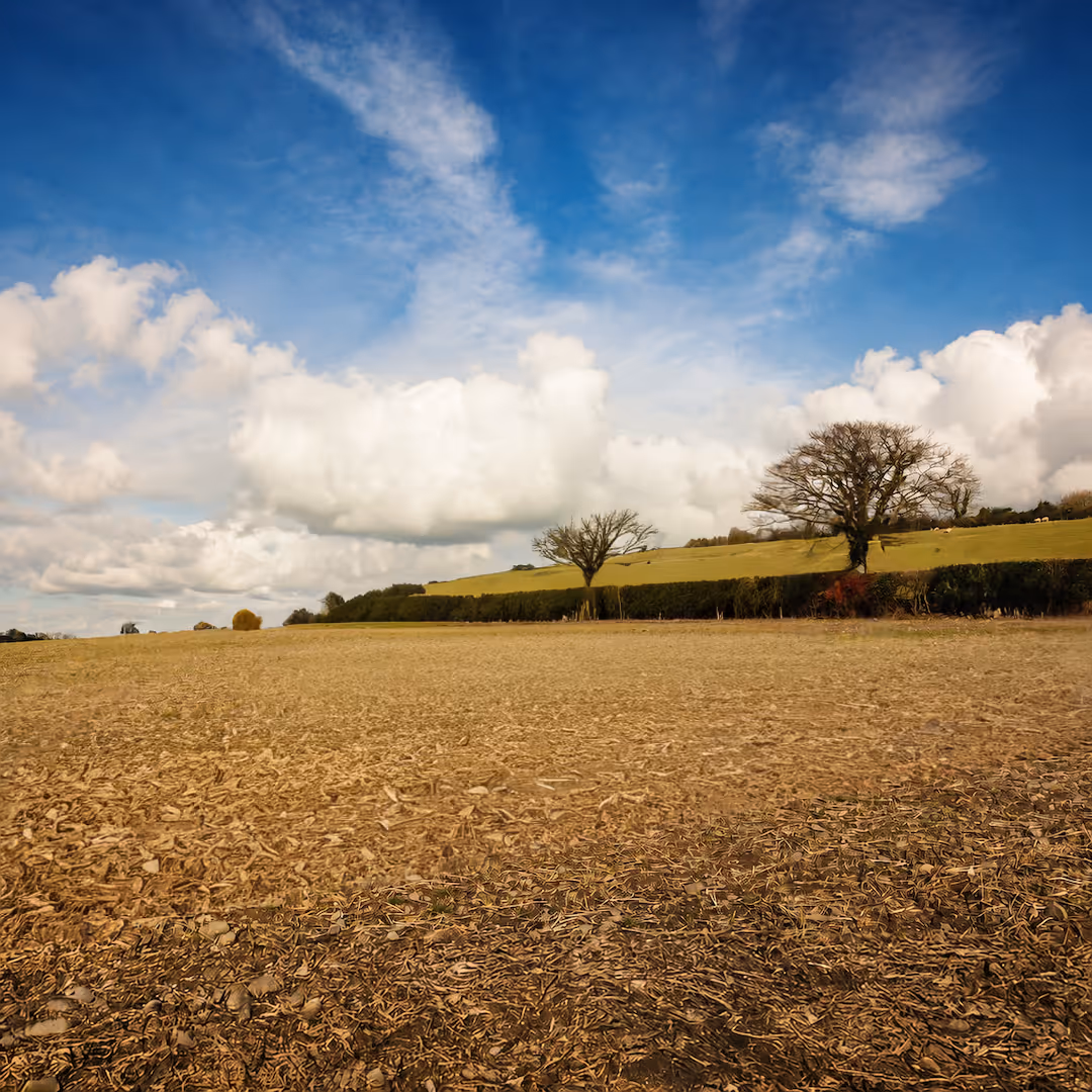Wide open field with dry soil and scattered plant debris under a partly cloudy blue sky, with a line of trees and hedgerows in the background.
