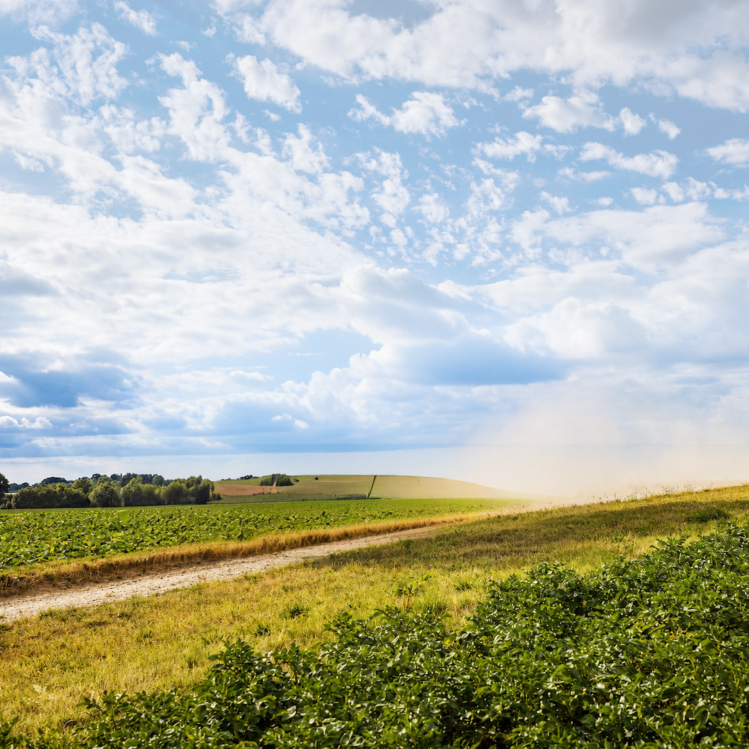 Dirt road winds through green crop fields under a blue sky with scattered white clouds.