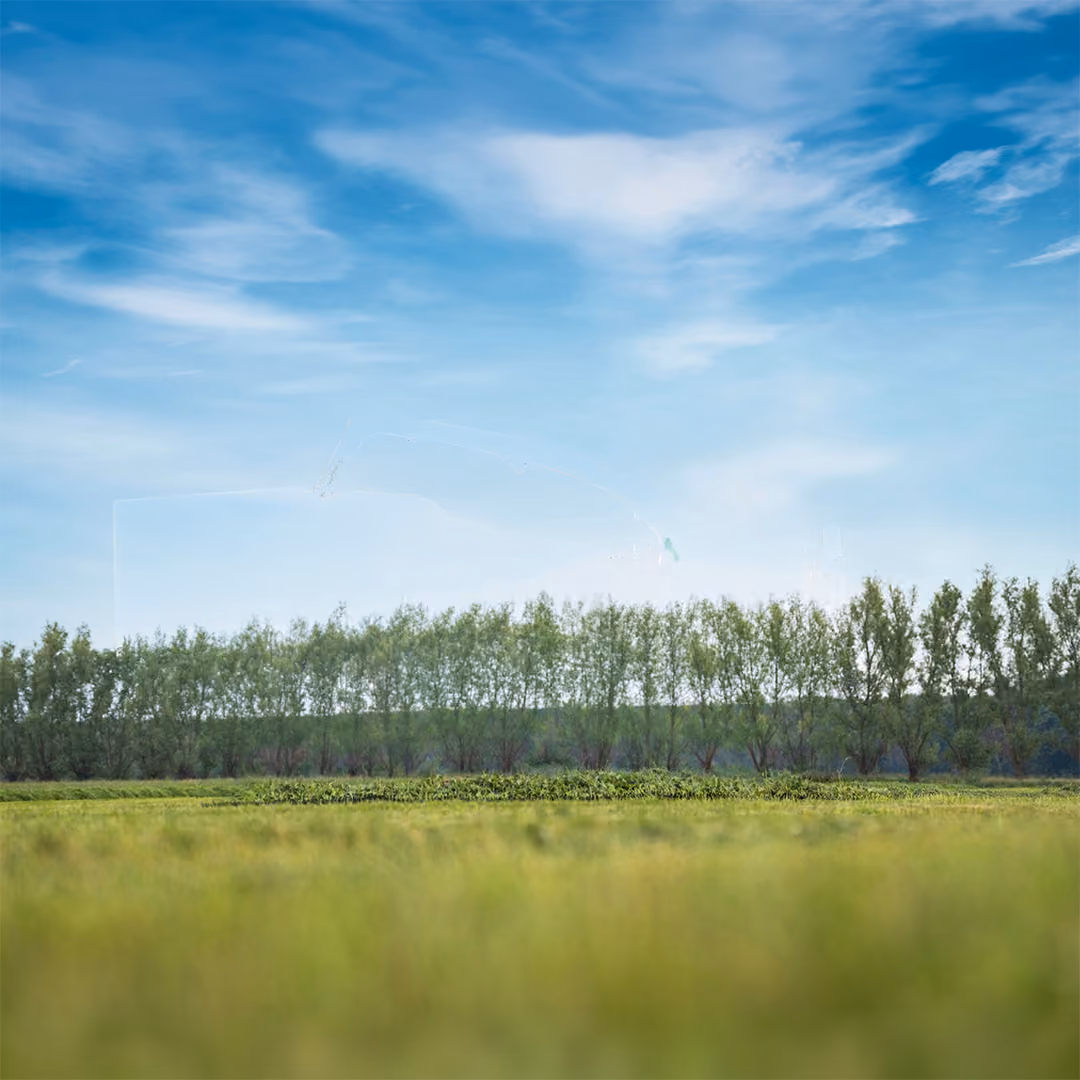 Open field with tall grass in the foreground, a line of evenly spaced trees in the background, and a partly cloudy blue sky above.