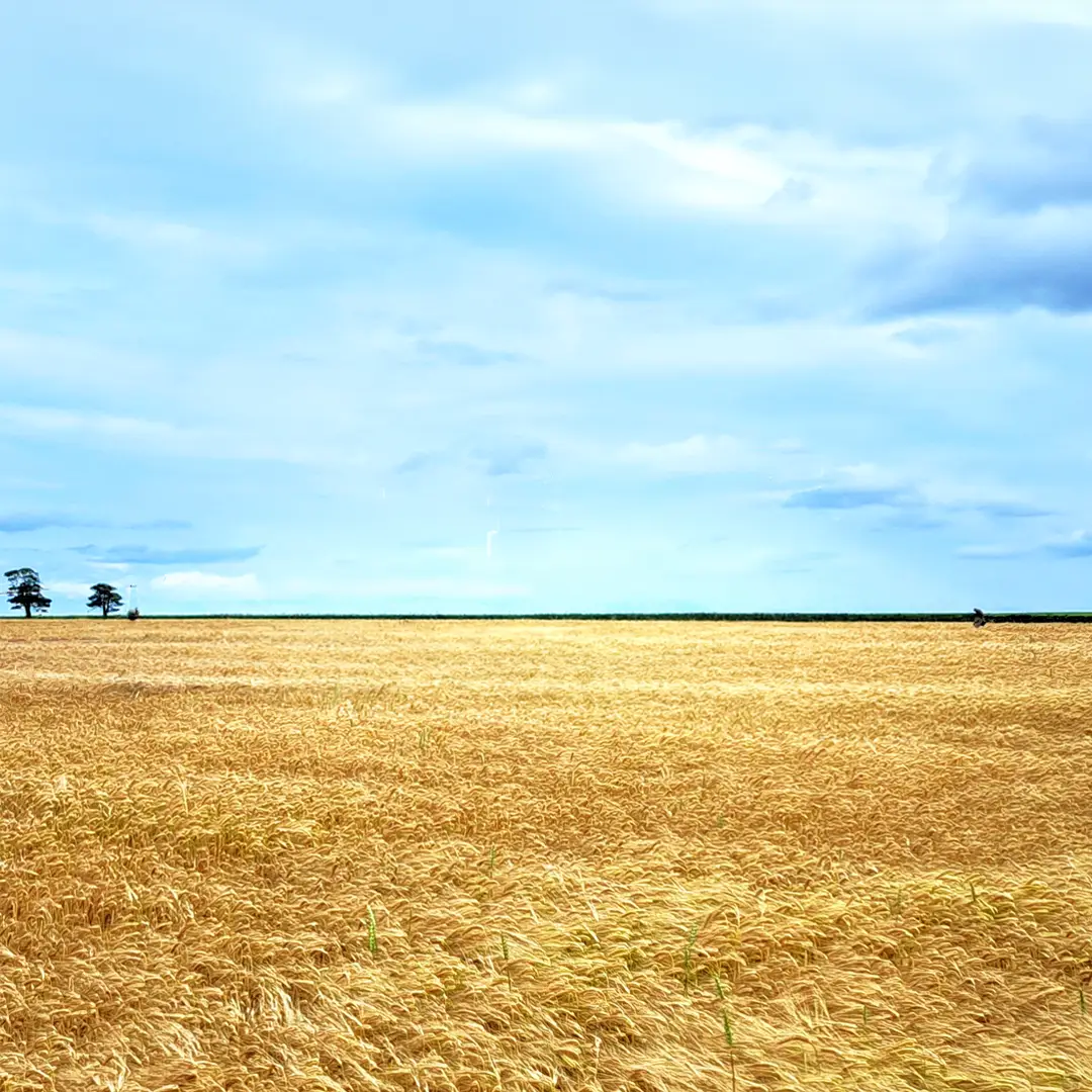 A wide rural field with golden crops surrounded by a line of green trees under a blue sky with scattered white clouds.