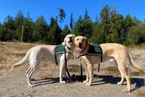 IDEX Health & Science Continues Partnership with Summit Assistance Dogs