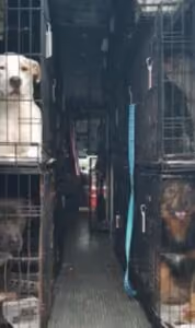 Several dogs in their kennels