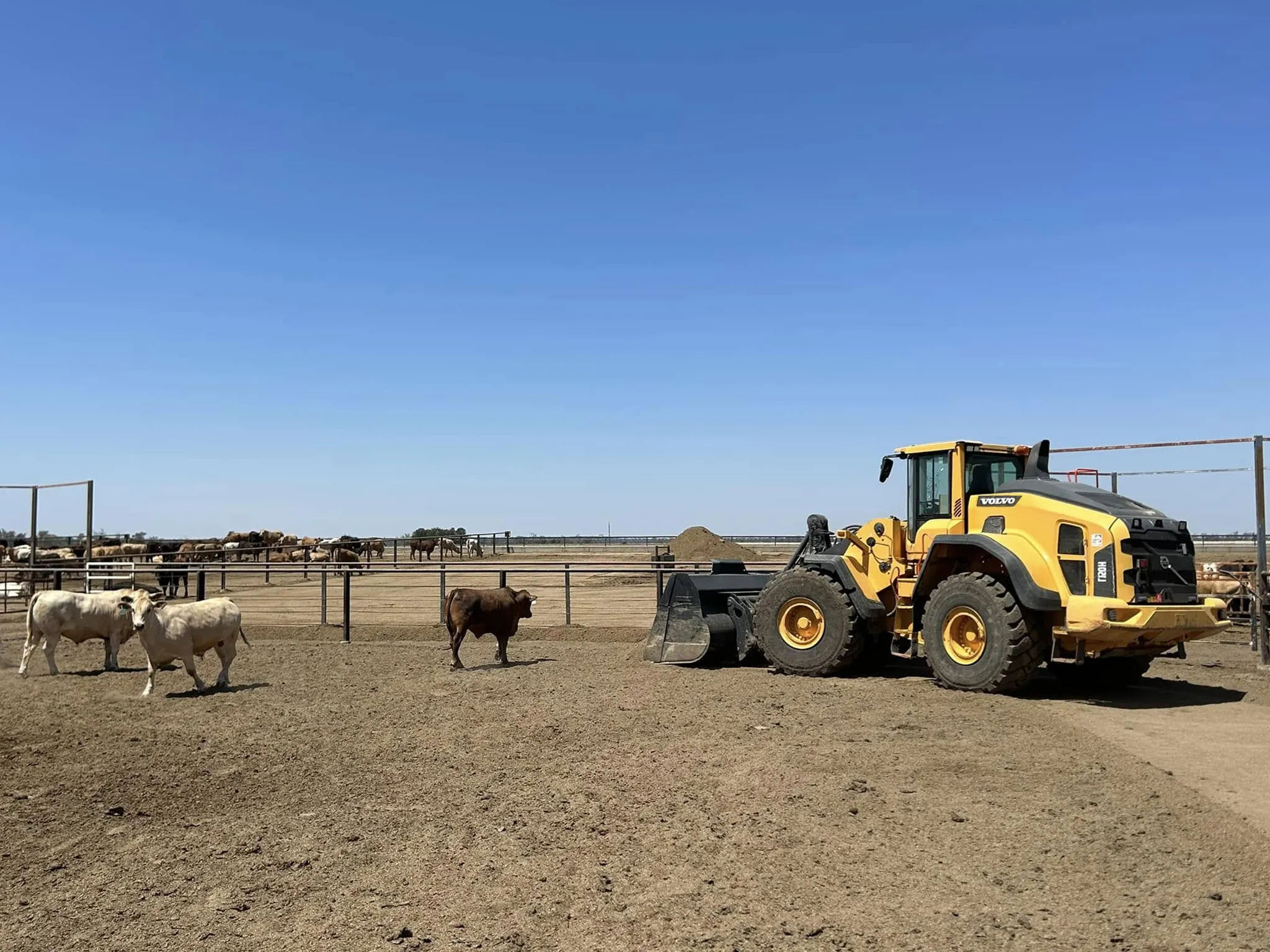 Volvo loader cleaning a feedlot cattle yard in rural Queensland.