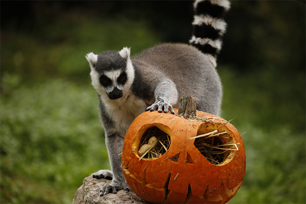 Family Halloween