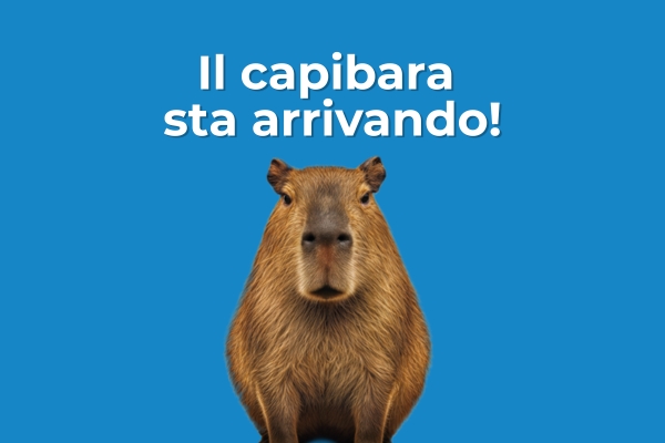 Il capibara sta arrivando