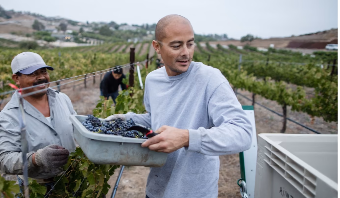 Two men harvesting grapes in a vineyard, one holding a container full of dark grapes.