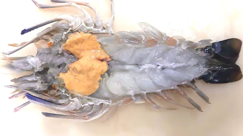 冷凍オニテナガエビ