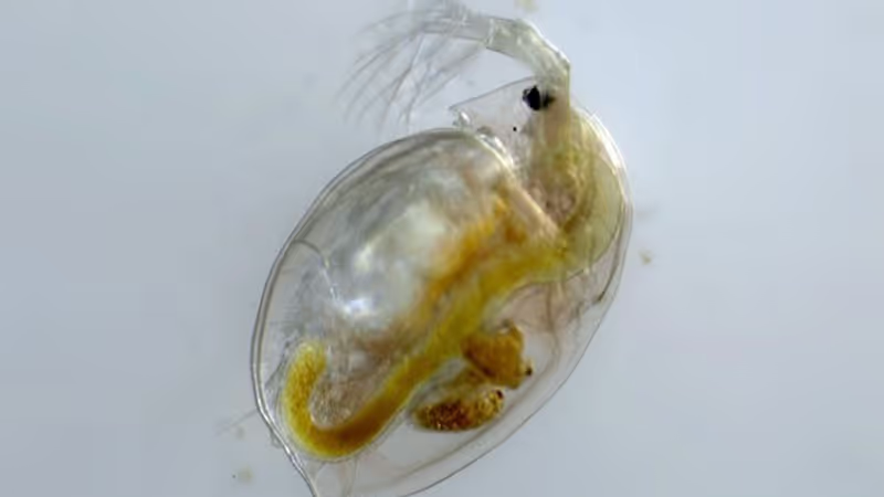 Actual Daphnia