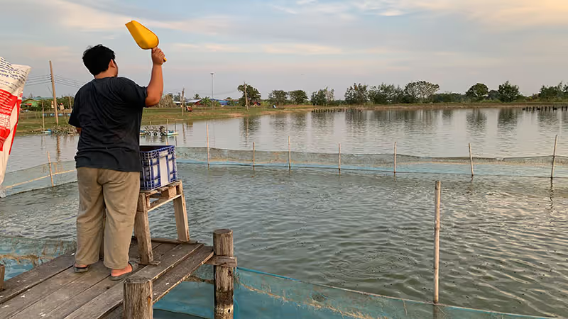 Feeding a Sea Bass farm