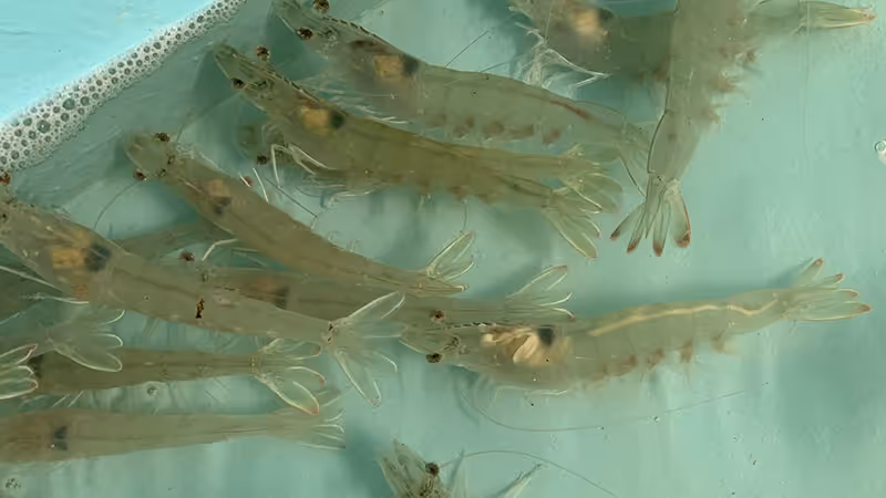 バナメイエビの種苗生産