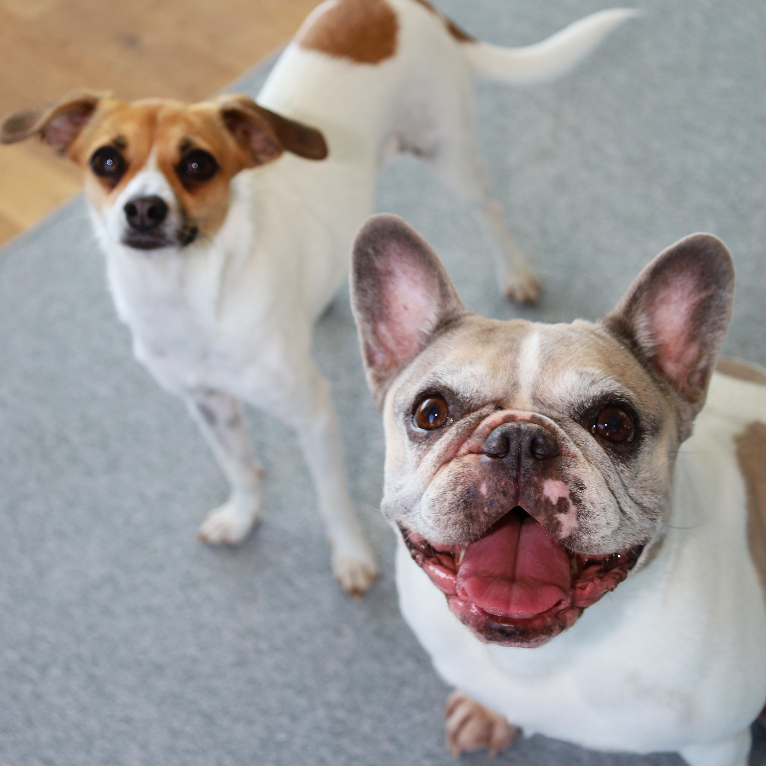 Zwei kleine Hunde, ein fröhlicher französischer Bulldoggen-Mischling und ein weißbrauner Hund, auf Teppichboden.