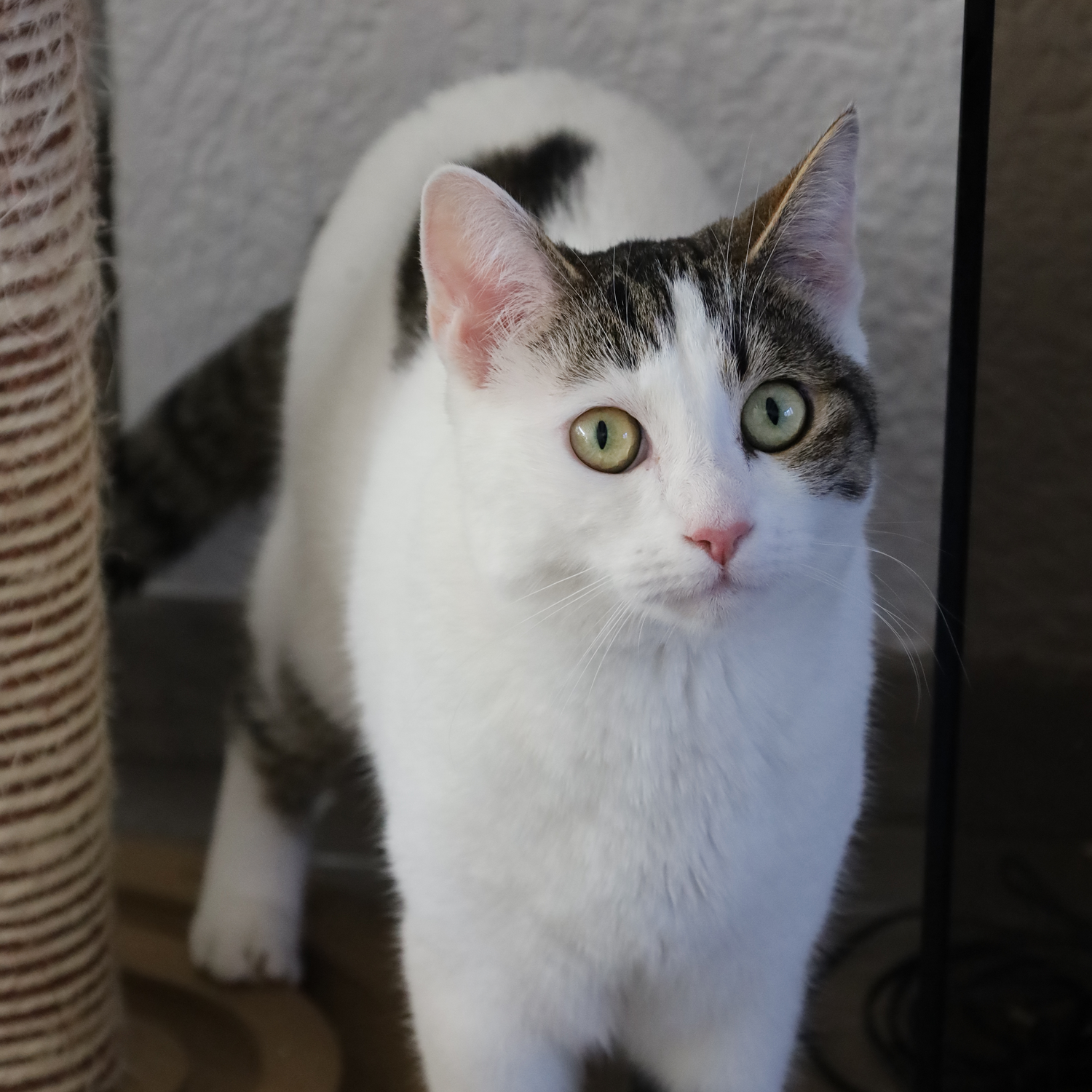 Weiße Katze mit schwarzen Flecken und grünen Augen steht neben Kratzbaum.