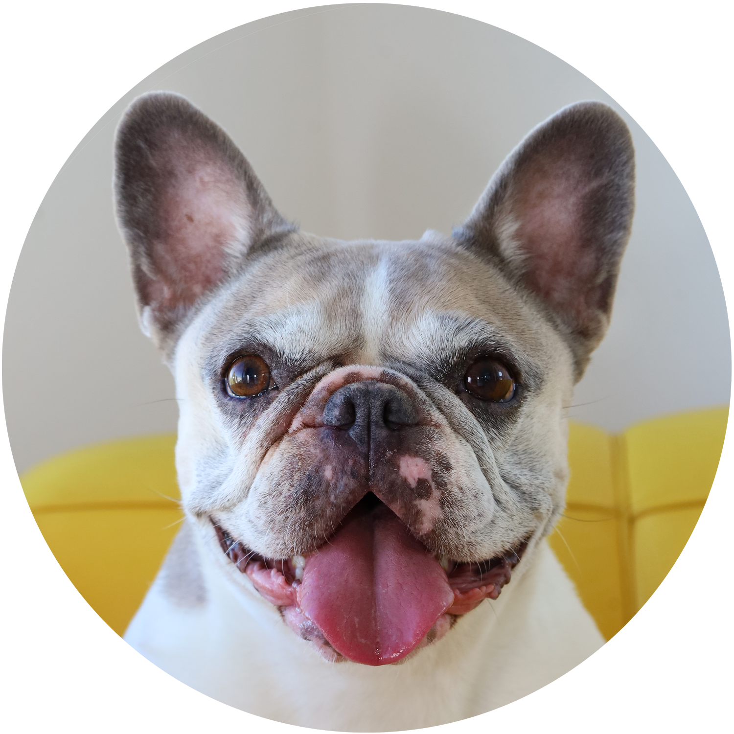 Französische Bulldogge mit heraushängender Zunge vor gelbem Hintergrund