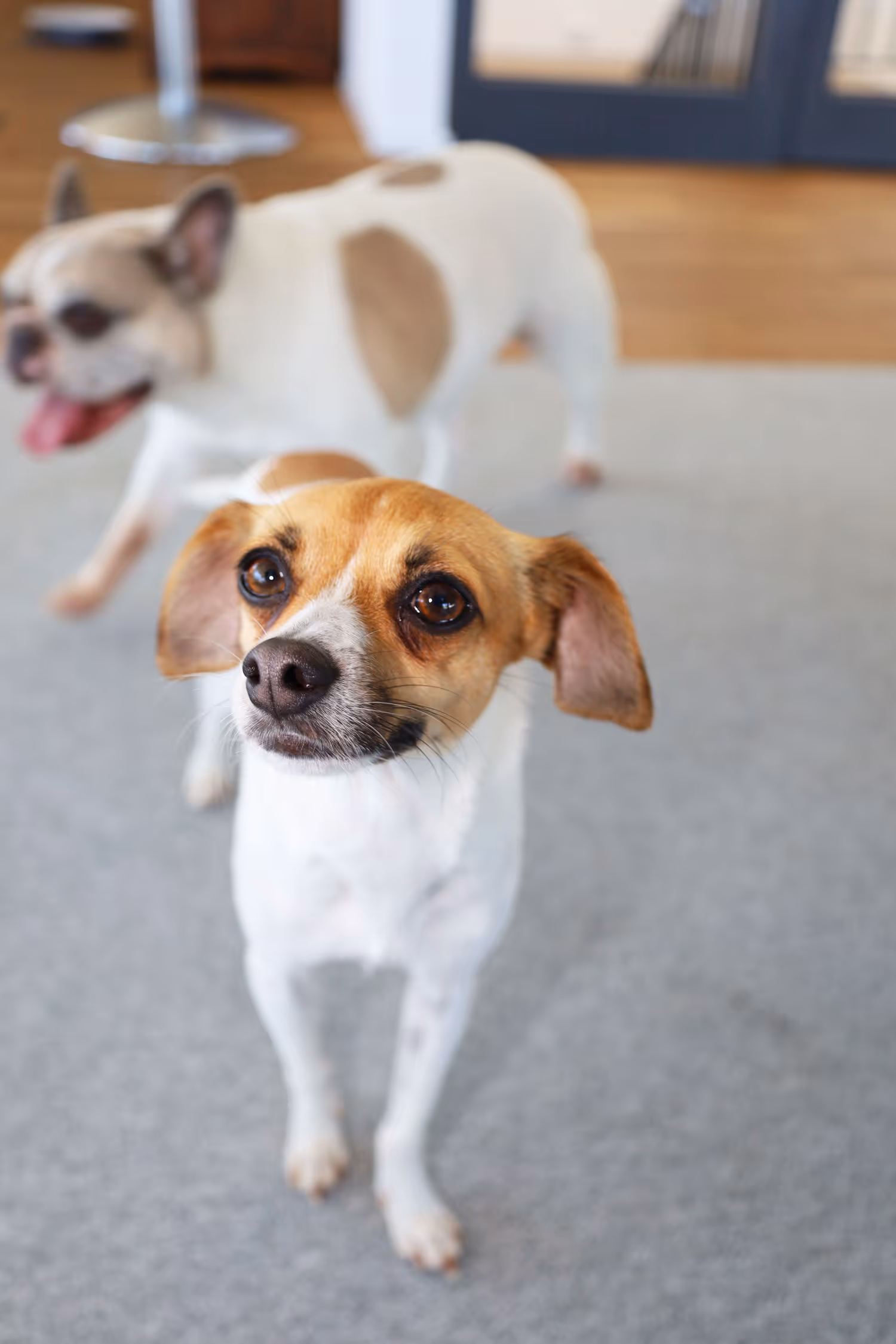 Ein kleiner braun-weißer Hund im Vordergrund, dahinter ein freudig gehender weißer Hund mit braunen Flecken.