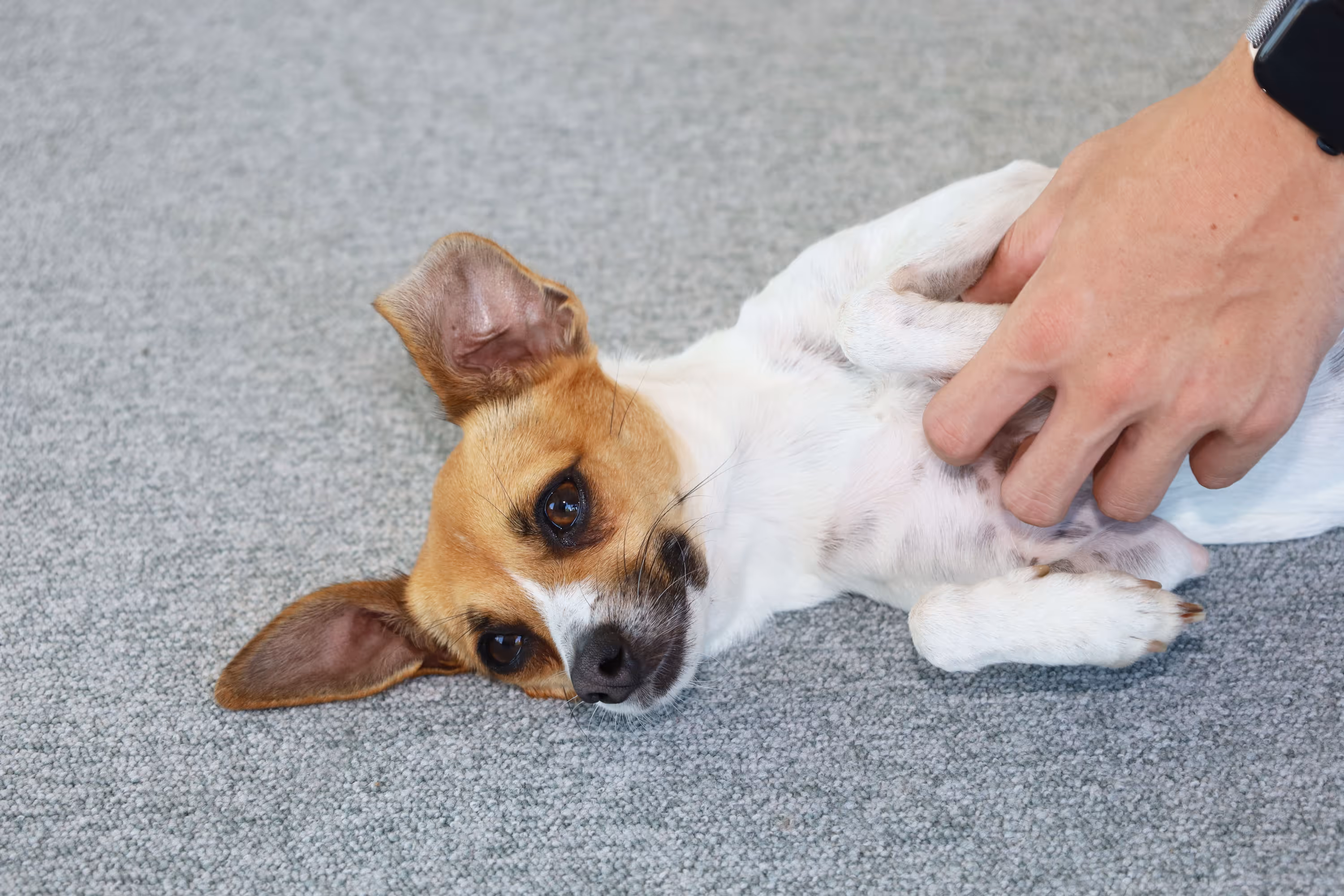 Hand gently scratching a small brown and white dog lying on gray carpet.