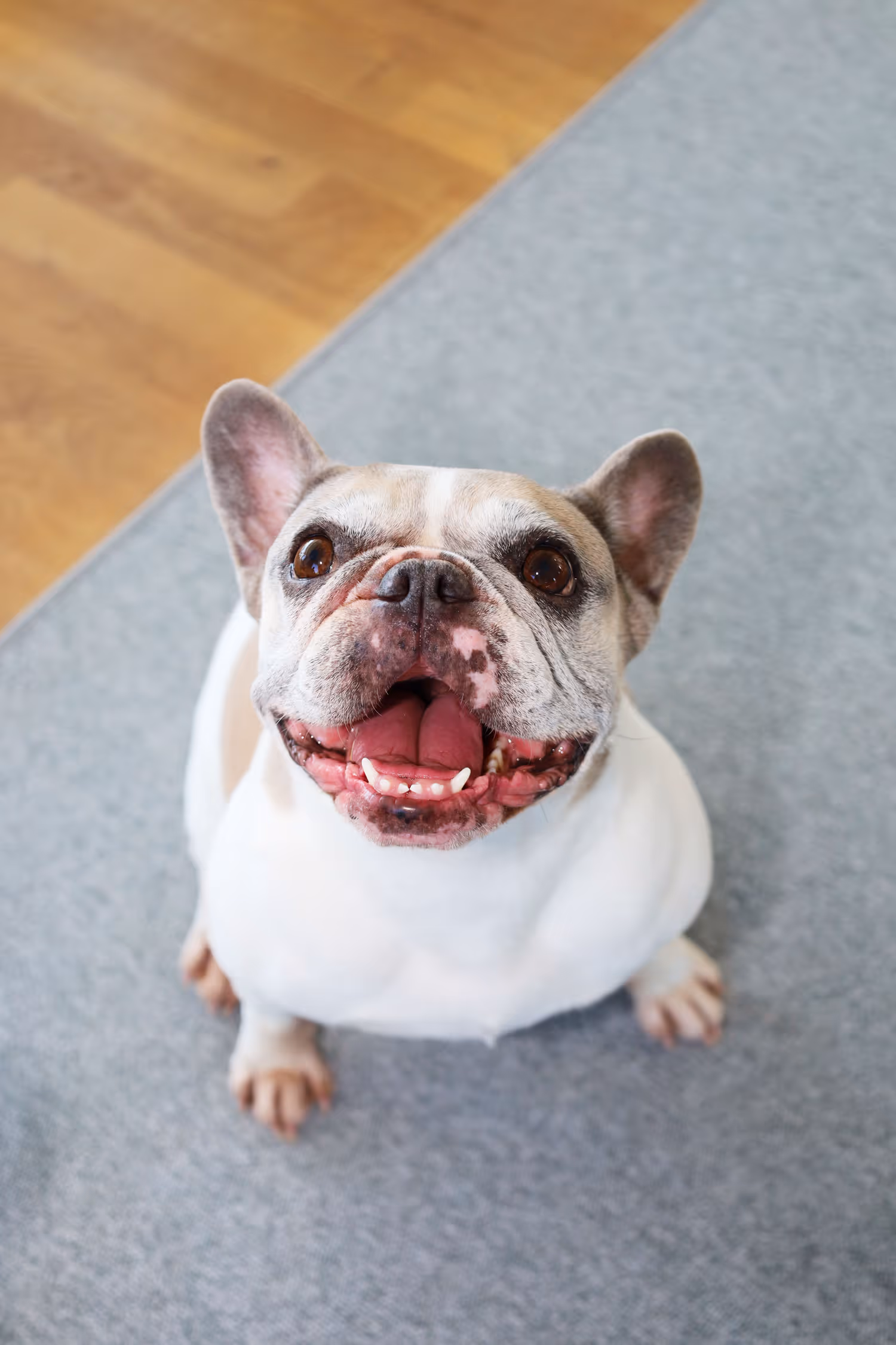 Französische Bulldogge mit offenem Mund und braunen Augen sitzt auf grauem Teppich.