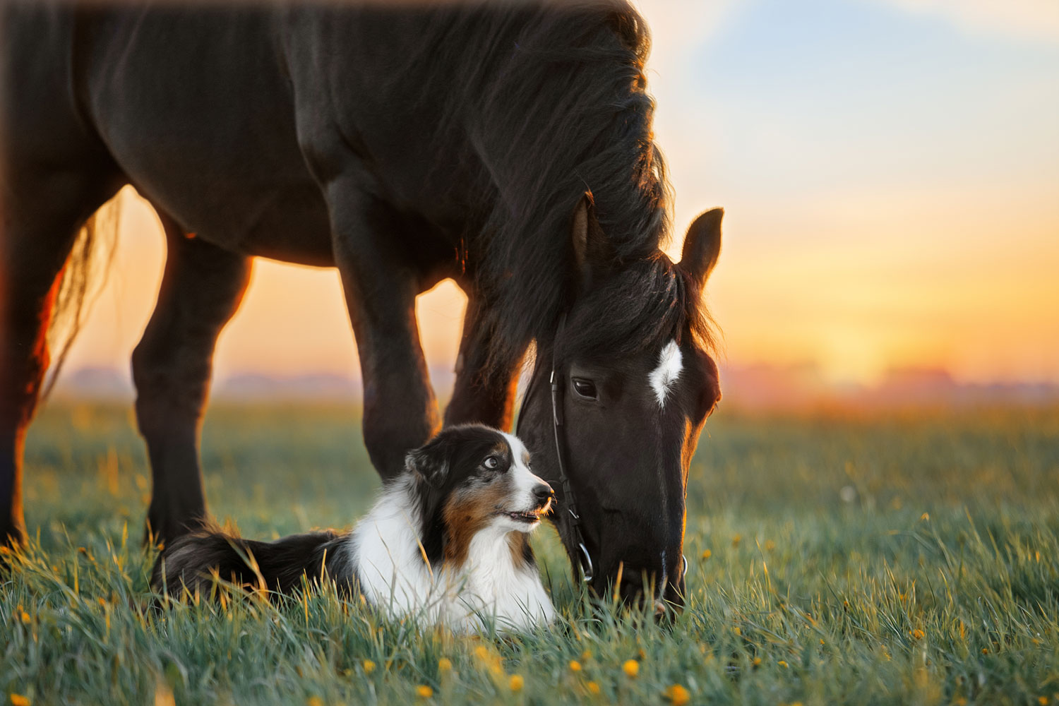 Schwarzes Pferd mit weißer Stirnmarkierung steht neben braunem Hund auf Gras bei Sonnenuntergang.
