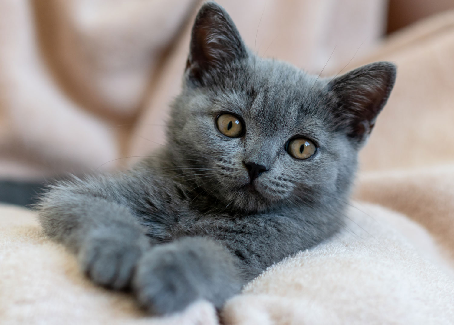 Nahaufnahme einer grau gefärbten Katze mit gelben Augen, die entspannt auf einer hellen Decke liegt.