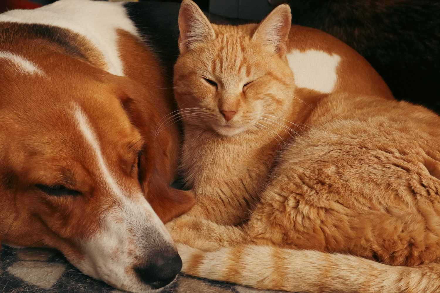 Schlafender braun-weißer Hund liegt neben schnurrender roten Katze, die entspannt schaut.