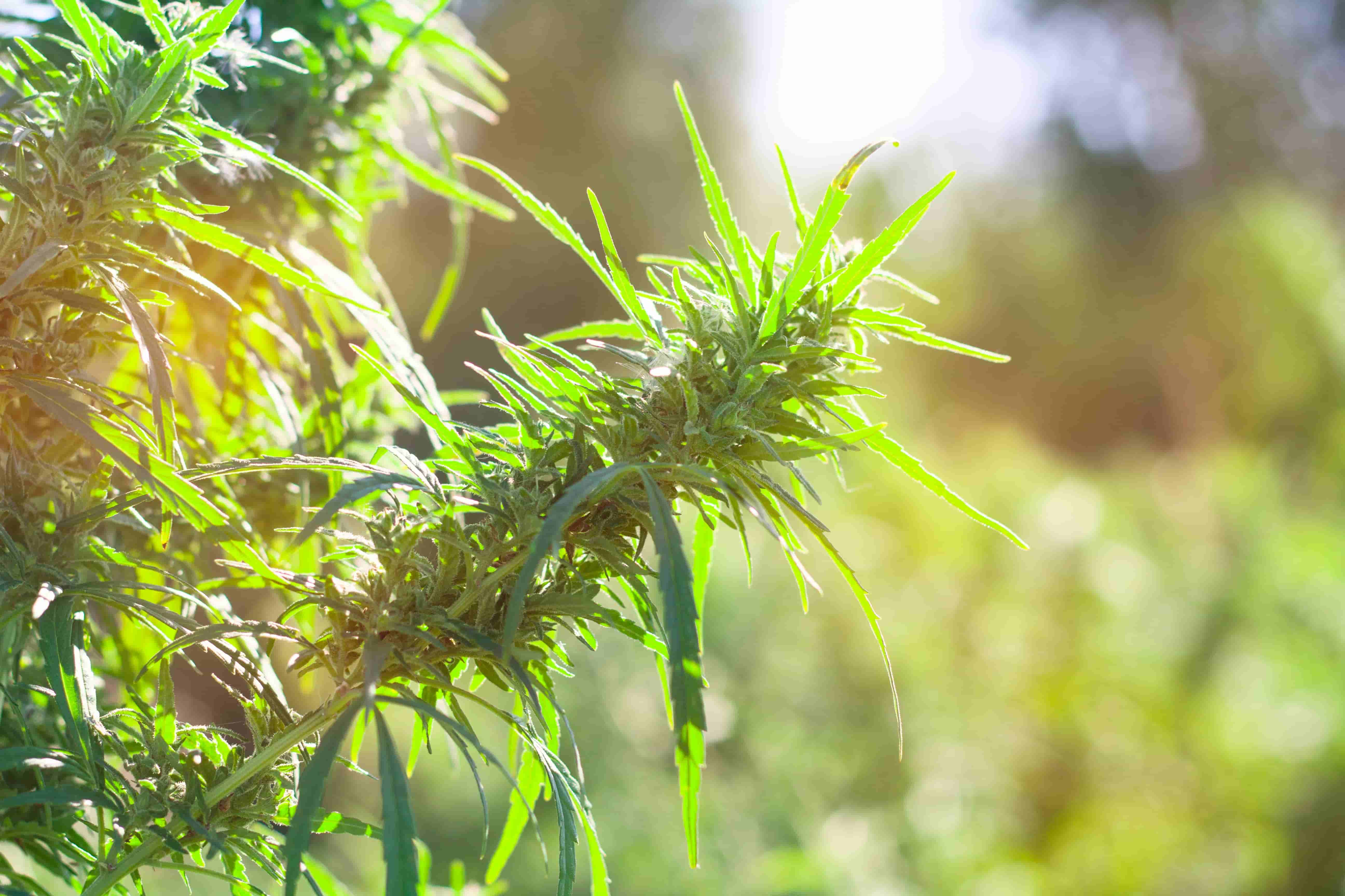 Medical Cannabis in Alabama: What You Need to Know Before Your Appointment