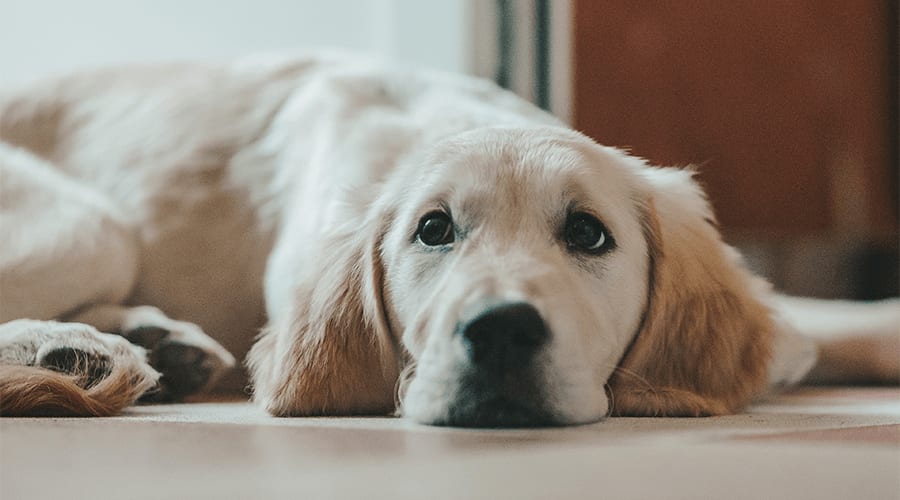 Dog lying on floor in flat