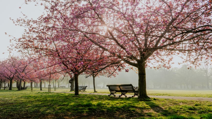 Greenwich Park - A guide to SE8