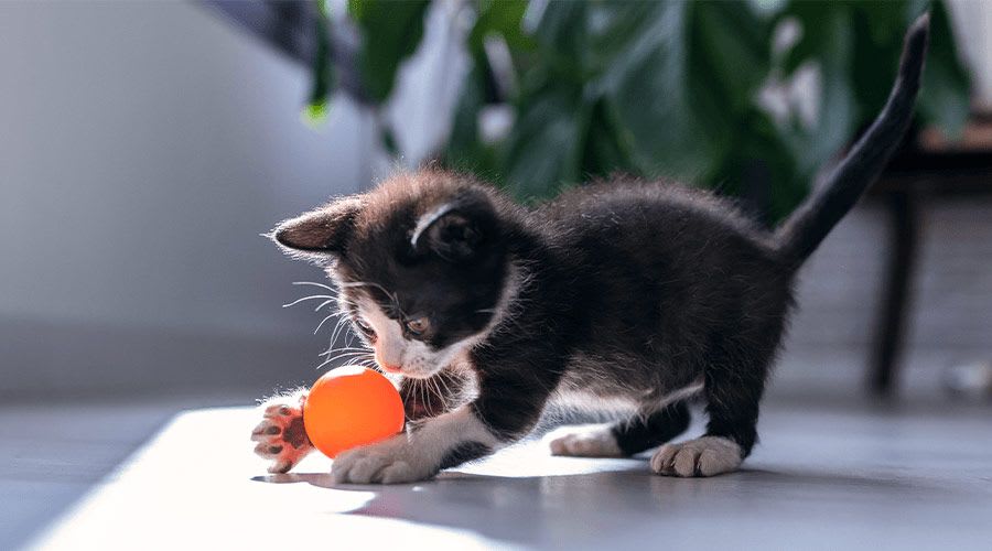 Cat being stroked in a flat