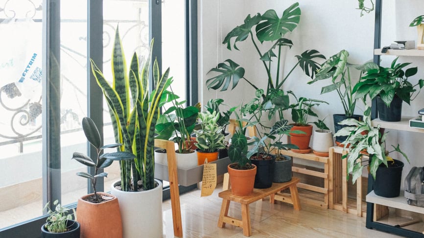 House Plants