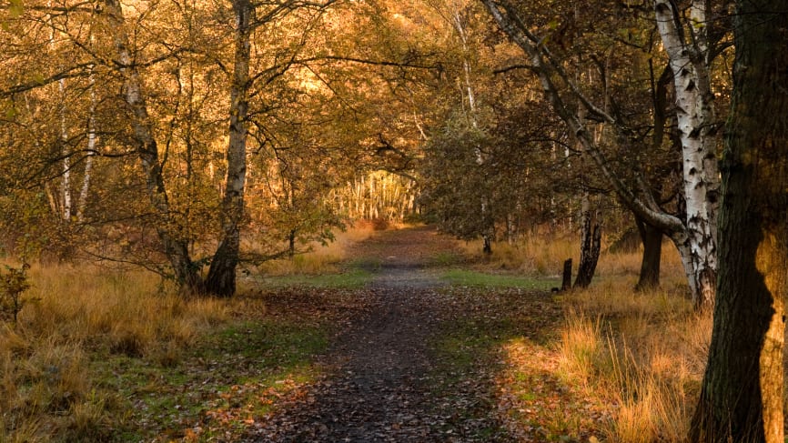 Wimbledon and Putney Common
