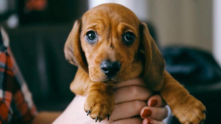 Pet friendly apartments